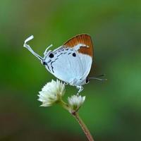 papillon, Thaïlande