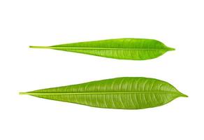feuille de plumeria isolée sur fond blanc, motif de feuilles vertes, vue arrière photo