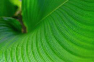 texture des feuilles vertes, feuille tropicale pour le fond de la nature, arbre à feuillage calathea lutea photo