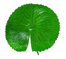 motif de feuilles vertes, feuilles de lotus isolées sur fond blanc photo