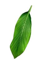 motif de feuilles vertes, feuille d'arbre canna indica isolé sur fond blanc, inclure un chemin de détourage photo