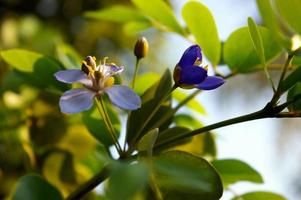 Petites fleurs violettes du genre arbre guaiacum de bois de lignum vitae photo