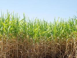 plantations de canne à sucre, la plante tropicale agricole en thaïlande
