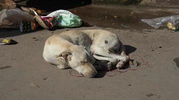 un chien qui dort dans la rue image hd. photo