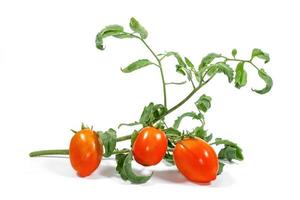 Tomate fraîche isolé sur fond blanc photo