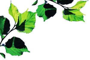 motif de feuilles vertes, feuille de plante d'automne isolée sur fond blanc, mûrier à l'ombre photo