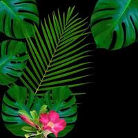 motif de feuilles de monstère verte pour le concept de la nature, fond texturé de feuilles tropicales photo