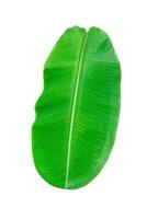 motif de feuilles vertes, feuilles de banane isolées sur fond blanc, inclure un tracé de détourage photo