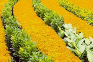 fleur de souci de rangée dans le jardin ou tagetes erecta, souci américain, souci mexicain, souci africain photo