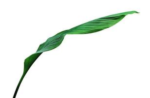 motif de feuilles vertes, feuille d'arbre canna indica isolé sur fond blanc, inclure un chemin de détourage photo