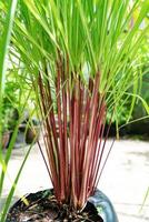 motif de feuilles vertes de cymbopogon nardus dans le jardin photo