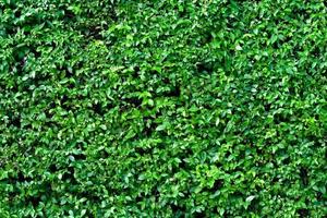 motif de feuilles vertes pour le concept de nature, feuille sur fond texturé de mur photo