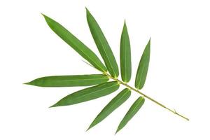 Motif de feuilles de bambou vert isolé sur fond blanc, vue arrière photo