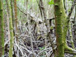 gros plan photo de l'arbre de la mangrove. peut voir la belle texture du bois dans la forêt de mangrove, texture de fond