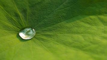 gouttelettes d'eau sur une feuille de lotus photo