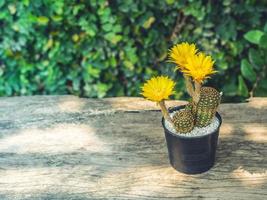 fleurs jaunes floraison de cactus dans un pot de fleurs sur le plancher de bois, dans le jardin, style vintage photo