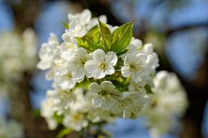 cerisier en fleurs photo