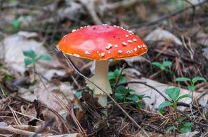 champignon rouge dans une forêt photo