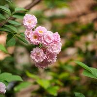 groupe de rose rose dans le jardin photo