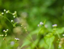 les fleurs sauvages au bord de la route sont belles à regarder photo