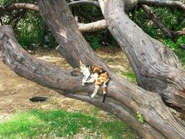 chat tricolore dormant sur une branche d'arbre photo
