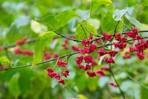 petites fleurs rouges sur fond de buisson vert photo