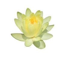 nymphaea ou nénuphar ou fleurs de lotus. gros plan fleur de lotus jaune isolé sur fond blanc. le côté du nénuphar. photo