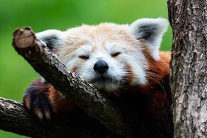 Panda rouge. mammifère et mammifères. monde terrestre et faune. faune et zoologie. photo