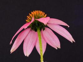 les pétales de l'echinacea purpurea ressemblent à un tutu de ballerine. même lorsque les fleurs se fanent, elles continuent d'avoir l'air gracieuses. photo