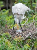 aigrette retournant les œufs dans son nid. photo