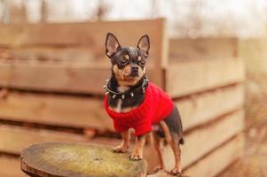 le chien. chihuahua portant un chandail rouge. photo