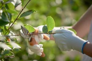 mains féminines en gants blancs, coupez les branches avec un sécateur. photo