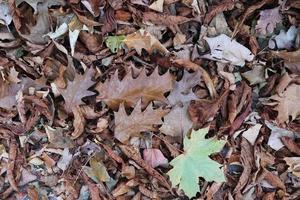 vue rapprochée détaillée sur une texture de sol forestier avec beaucoup de feuilles colorées photo