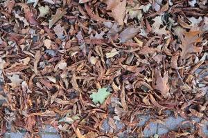 vue rapprochée détaillée sur une texture de sol forestier avec beaucoup de feuilles colorées photo