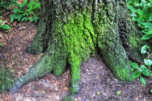 un vieux tronc d'arbre dans un environnement de paysage forestier européen photo