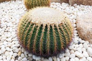 gros plan d'un cactus vert rond dans un jardin entouré de pierres blanches.vue de face. photo