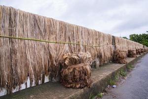 fibre de jute brute humide dorée suspendue sous la lumière du soleil pour le séchage photo