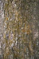 l'arrière-plan texturé de l'écorce d'un vieux grand arbre recouvert de petite mousse verte photo