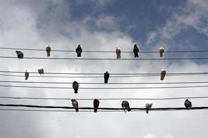 pigeons assis sur des lignes électriques contre un ciel assombri photo