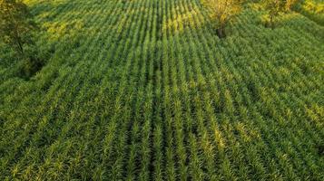 drone tourné vue aérienne du champ de canne à sucre photo
