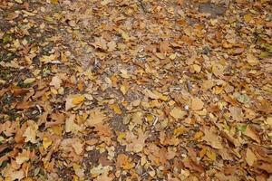 fond de feuilles d'automne rouge et orange en plein air. image de fond coloré de feuilles d'automne tombées photo