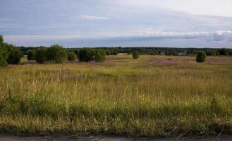 beau paysage du nord russe dans la région de leningrad paysage d'été ciel nuageux et thé ivan en fleurs dans la région de leningrad. photo