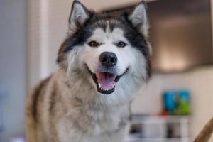 un mignon chien husky sibérien souriant de bonheur photo