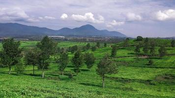 vue d'une plantation de thé photo