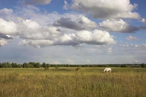 chevaux dans les verts pâturages des fermes équestres herbe fanée photo