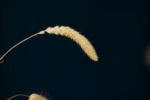 herbes sèches sur fond sombre. sur une tige sèche, de belles fleurs duveteuses. fond d'écran sur le bureau photo