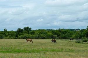 Chevaux broutant dans le comté de Johnson photo