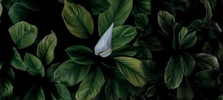 feuilles vertes en gros plan et fleur blanche de plante tropicale dans le jardin. feuille verte dense avec un beau fond de texture de motif. feuilles vertes pour le fond du spa. vue de dessus plante ornementale dans le jardin. photo