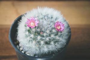 cactus en pot avec fleur. concept de décoration de plantes d'intérieur. photo