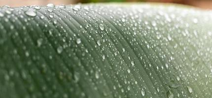 gros plan de gouttes de pluie sur fond de feuille de bananier en saison des pluies. macro, plante, nature, feuille verte organique.abstract photo